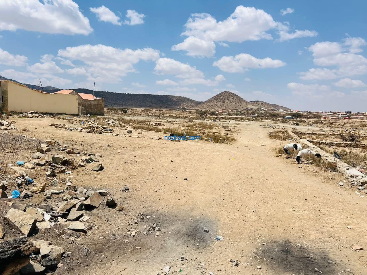 Dhul iiba Hargeisa Hayayaabe