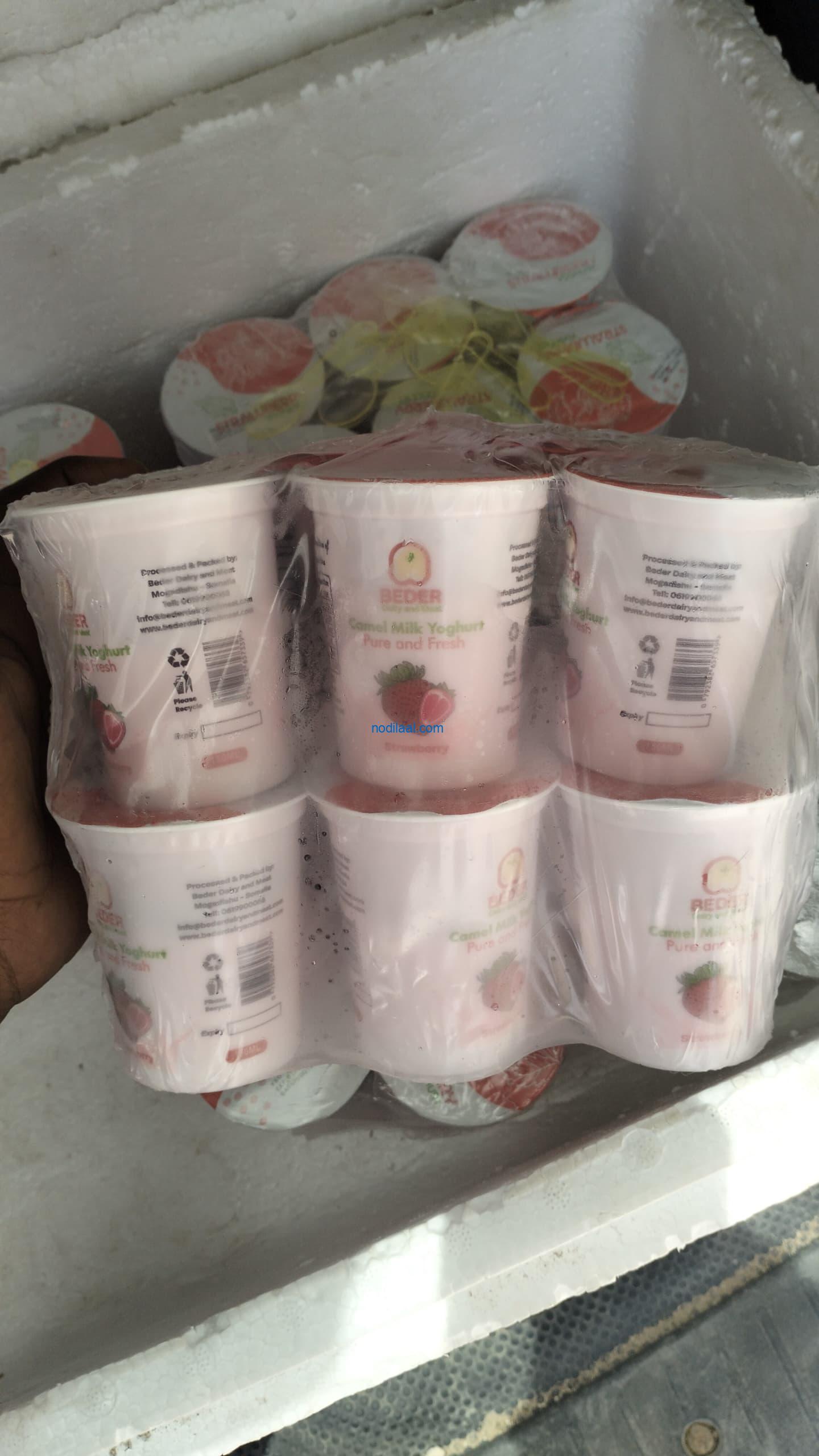 yoghurt camel milk